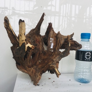 Gỗ lũa thủy sinh, lũa bể cá, lũa làm bonsai siêu đẹp, kích thước lớn 4095