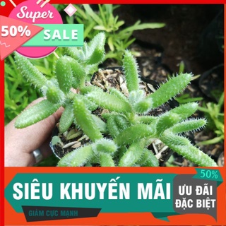 Sen đá mặt nạ lông