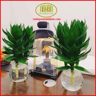 Cây phát tài phát lộc búp sen thủy sinh trồng nước chưng bàn làm việc bàn thờ ông địa thần tài