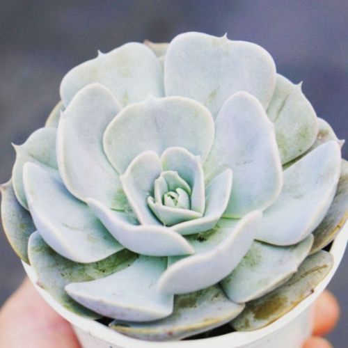 SEN ĐÁ LIÊN ĐÀI TRẮNG SIZE TRUNG BÌNH - LỖI 1 ĐỔI1