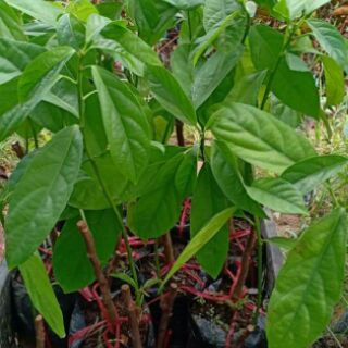 Cây giống dâu da đất