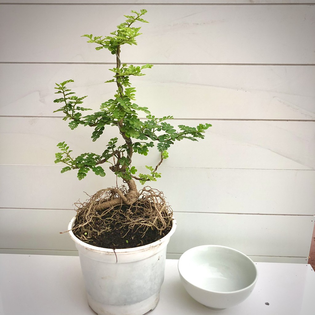 Cây cần thăng bonsai mini (Ảnh thật)