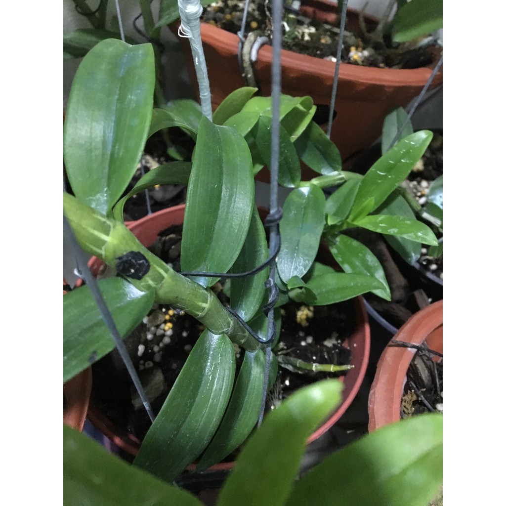 Dây buộc lan màu đen 200gr