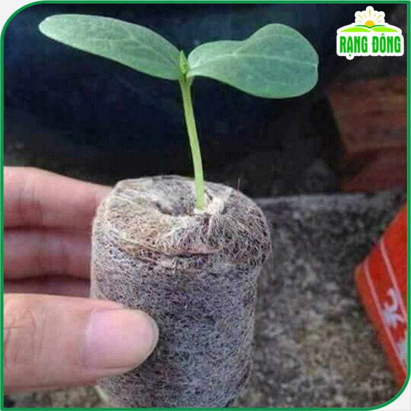 Viên nén xơ dừa ươm Hạt giống  viên nén sơ dừa tiện dụng, tiết kiệm thời gian, sạch 100% - Hạt giống Rạng Đông