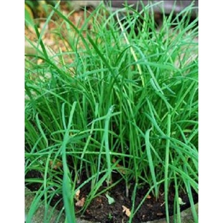 Hạt giống lá hẹ ta - Gói lớn nhiều hạt, Tặng gói kích nảy mầm