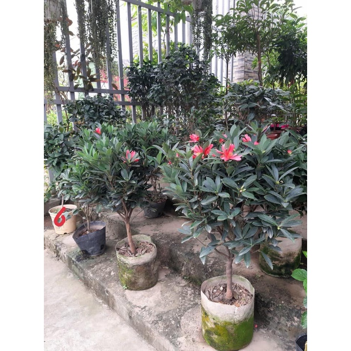 Cây trà my tứ quý cánh đơn hàng giống bao đẹp
