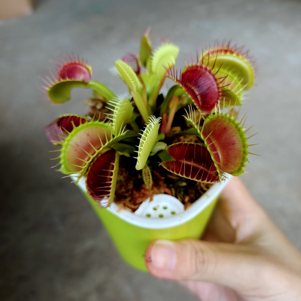 Cây bắt mồi, bẫy kẹp diệt côn trùng siêu dễ thương - Venus Flytrap - Trang Flowers