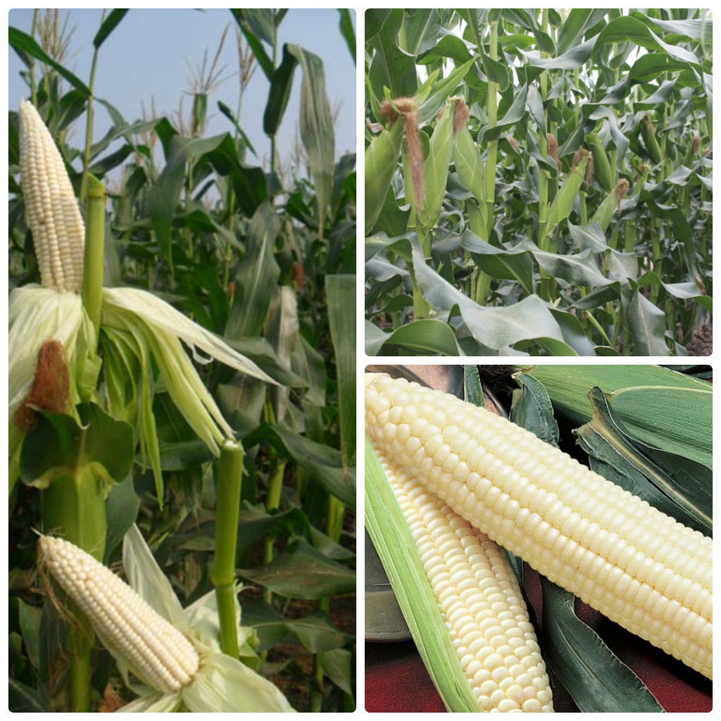 Hạt giống bắp nếp dẻo thơm ngon (ngô nếp) - rau củ quả trồng chậu, sân vườn ban công ngon giòn ngọt 10g RADO 936