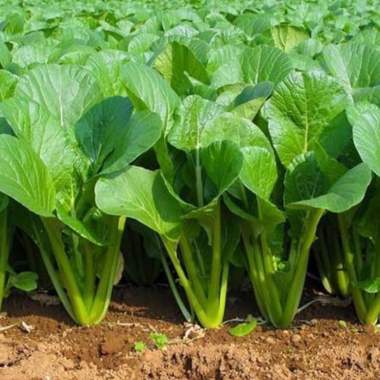 100 hạt giống cải ngọt khổng lồ dành cho khách mới tập trồng