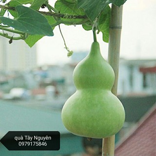 Bầu hồ lô khô ( bầu khô)