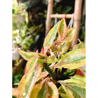 Chậu cây Euphorbia tithymaloides (Devil’s Backbone)