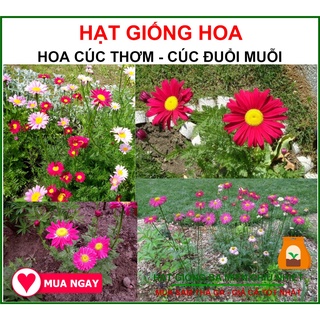 Hạt giống hoa cúc thơm - cúc đuổi muỗi nhiều màu