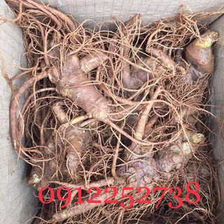 Tam thất vườn Hà Giang 500gram