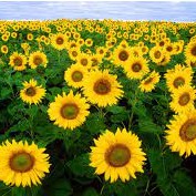 Hạt Giống Hoa hướng dương Cắt - 1 gói 30 hạt