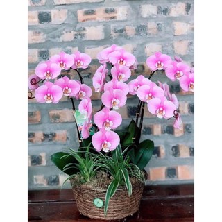 [GIÁ SỐC ] HOA LAN HỒ ĐIỆP 2,3 NGỒNG hoa đại cây to khoẻ ( có cả cây giống )