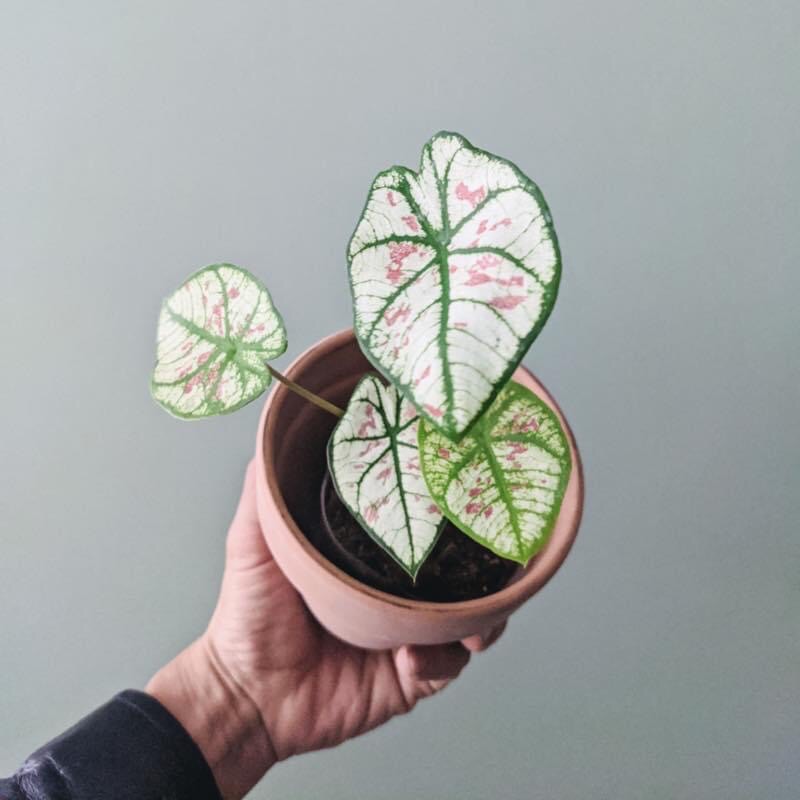 Cây môn dâu - Caladium Strawberry Star