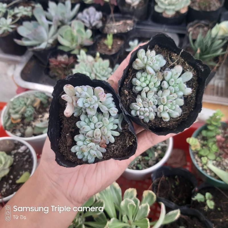 Sen đá Trứng Cá