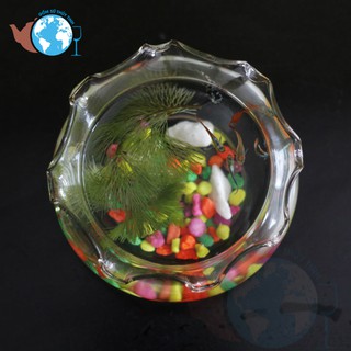 [HCM]B16-HỒ CÁ CHẬU CÂY THỦY TINH BÈO LÙN D15CM X 8CM