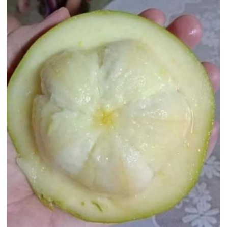 Cây bánh kem