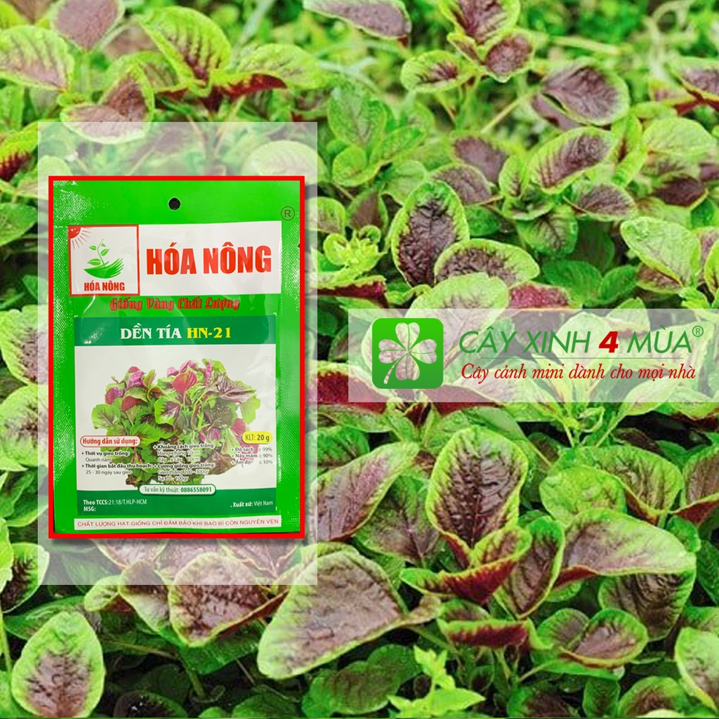 Giống dền tía HN-2-Gói 20gr