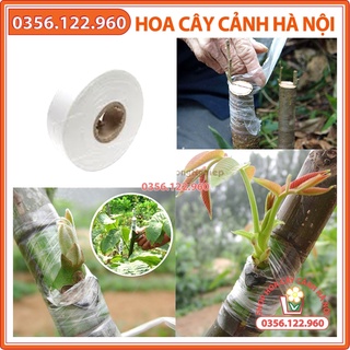 Băng dính ghép cây, băng keo chiết cành tự dính, tự hủy 120*3cm chuyên dùng để ghép chiết cành