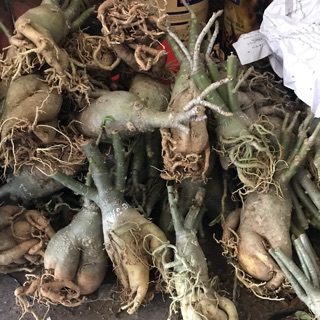 Củ sứ thái nguyên liệu dùng để ghép