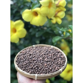 Hạt đất nung trồng sen đá