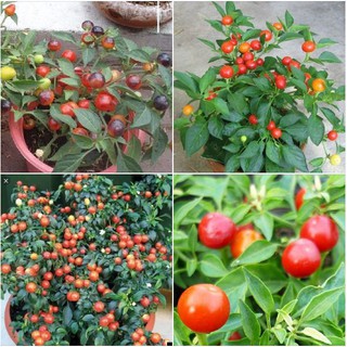 Hạt giống ớt cảnh trái nho (ớt canh trái tròn ) gói 30 hạt