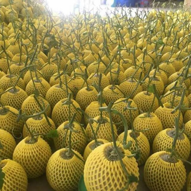 Dưa lưới