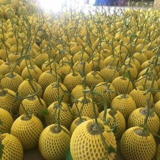 Dưa lưới