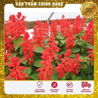 Hạt giống Hoa Xác Pháo đỏ 50 Hạt