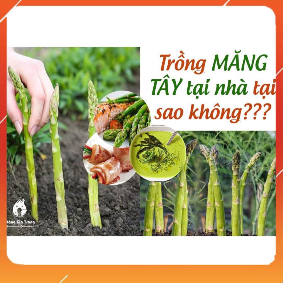 [BÁN CHẠY] BẦU CÂY GIỐNG MĂNG TÂY XANH 1 NĂM TUỔI, SIÊU NĂNG SUẤT, SIÊU KINH TẾ