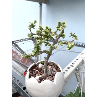Sam hương mini
