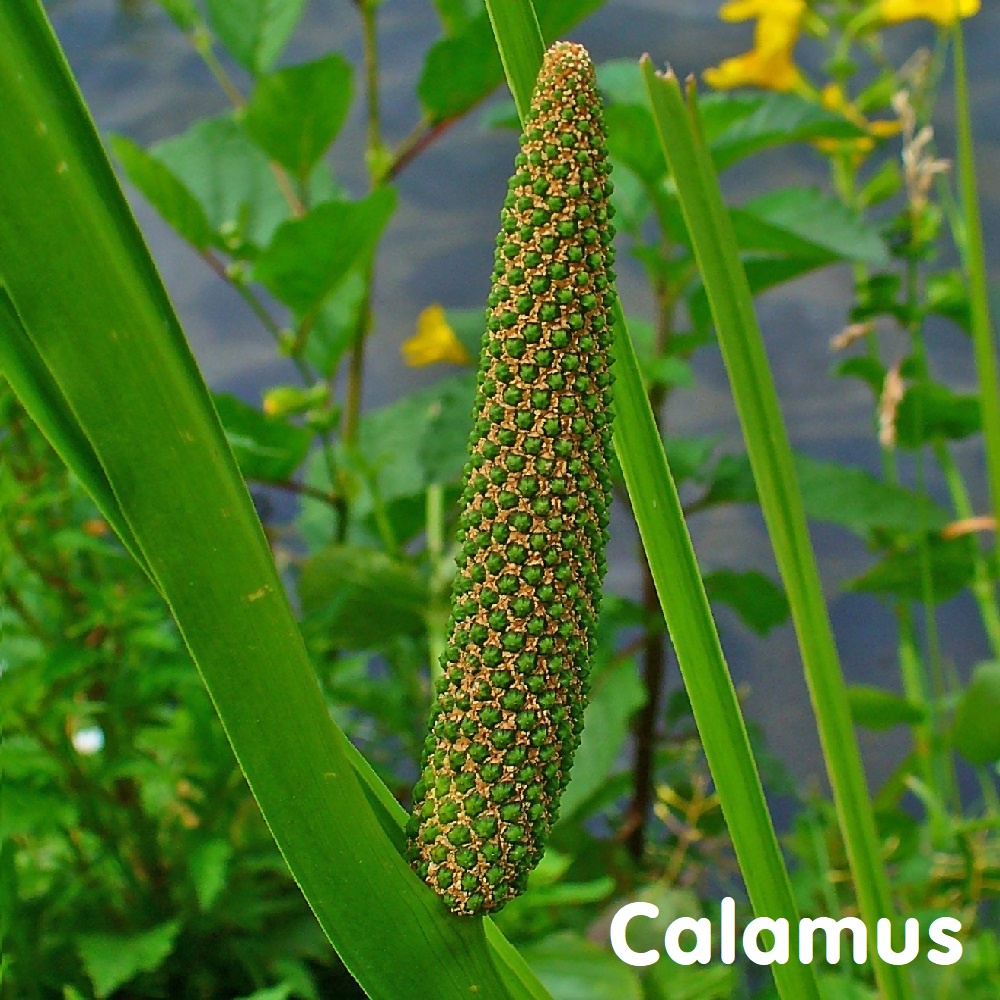 Tinh dầu Thủy Xương Bồ Calamus Essential Oil