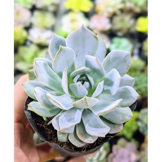 Sen đá ngọc trinh size bầu full mưa nắng