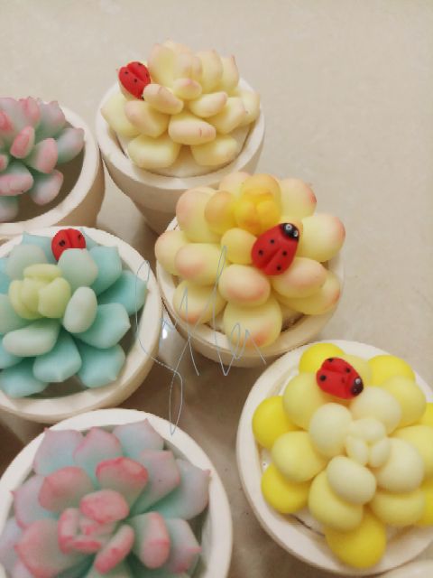 Sen đá chậu 5cm mẫu tháng 7