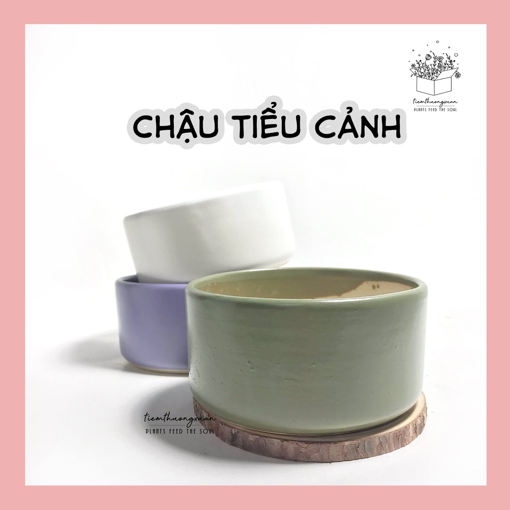 Chậu tròn mix sen đá trang trí cây cảnh mini văn phòng nội thất nhà cửa đời sống - Tiệm Thường Xuân