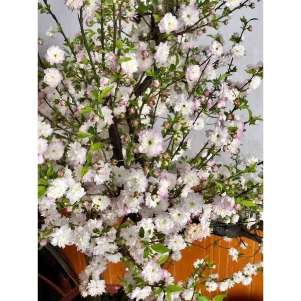 CÂY NHẤT CHI MAI BẠCH MAI MAI TRẮNG size nhỏ cao 70-80 cm