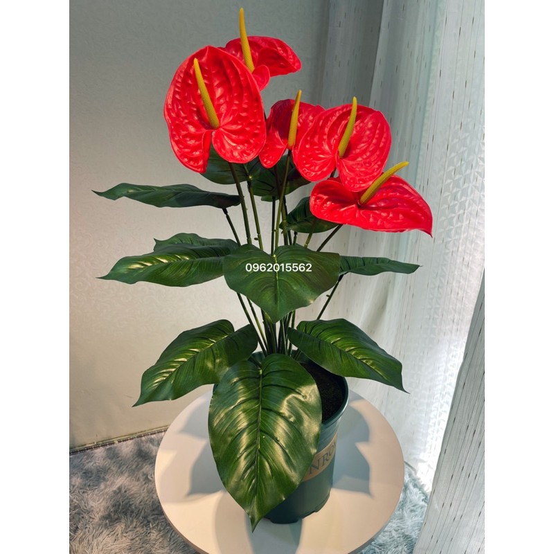 Cây hồng môn giả cao 80cm