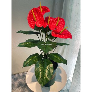 Cây hồng môn giả cao 80cm