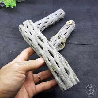Lũa Cholla - Lũa Xương Rồng Chuyên Cho Tép Cảnh