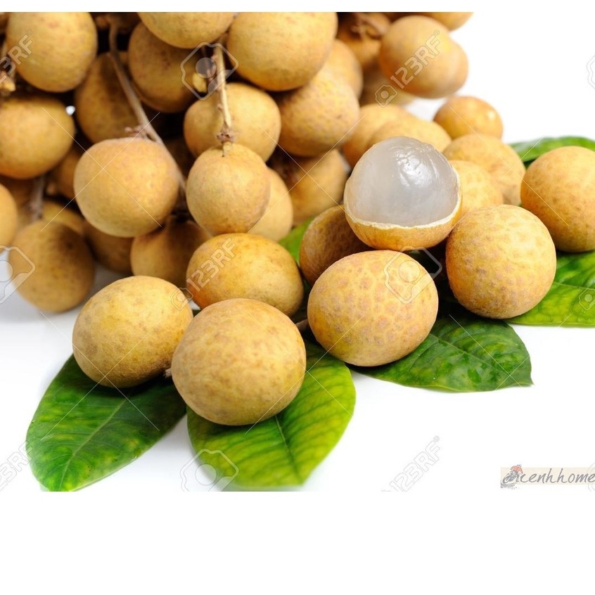 Cây Giống Nhãn Thái Ido Trồng Chậu_🌱🌳 Năng Suất Cao Quả Ngọt Hạt Nhỏ🌱🌳