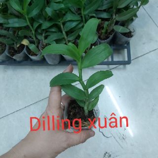 Các loại phi điệp đồng giá