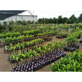 Cây 🌲 Mít ko hạt  cây giống malaysia