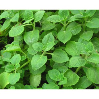 Hạt giống Rau Húng Chanh (Rau Thơm Lùn)