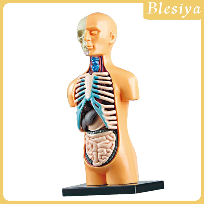 [Blesiya] Mô Hình Cơ Thể Người Dùng Trong Phòng Thí Nghiệm