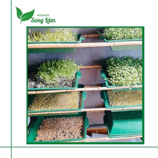 [THANH LÝ] Khay Nhựa Trồng Rau Mầm, Chậu Nhựa Trồng Rau Mầm, Rau Ăn Lá kích thước 50x37x10cm