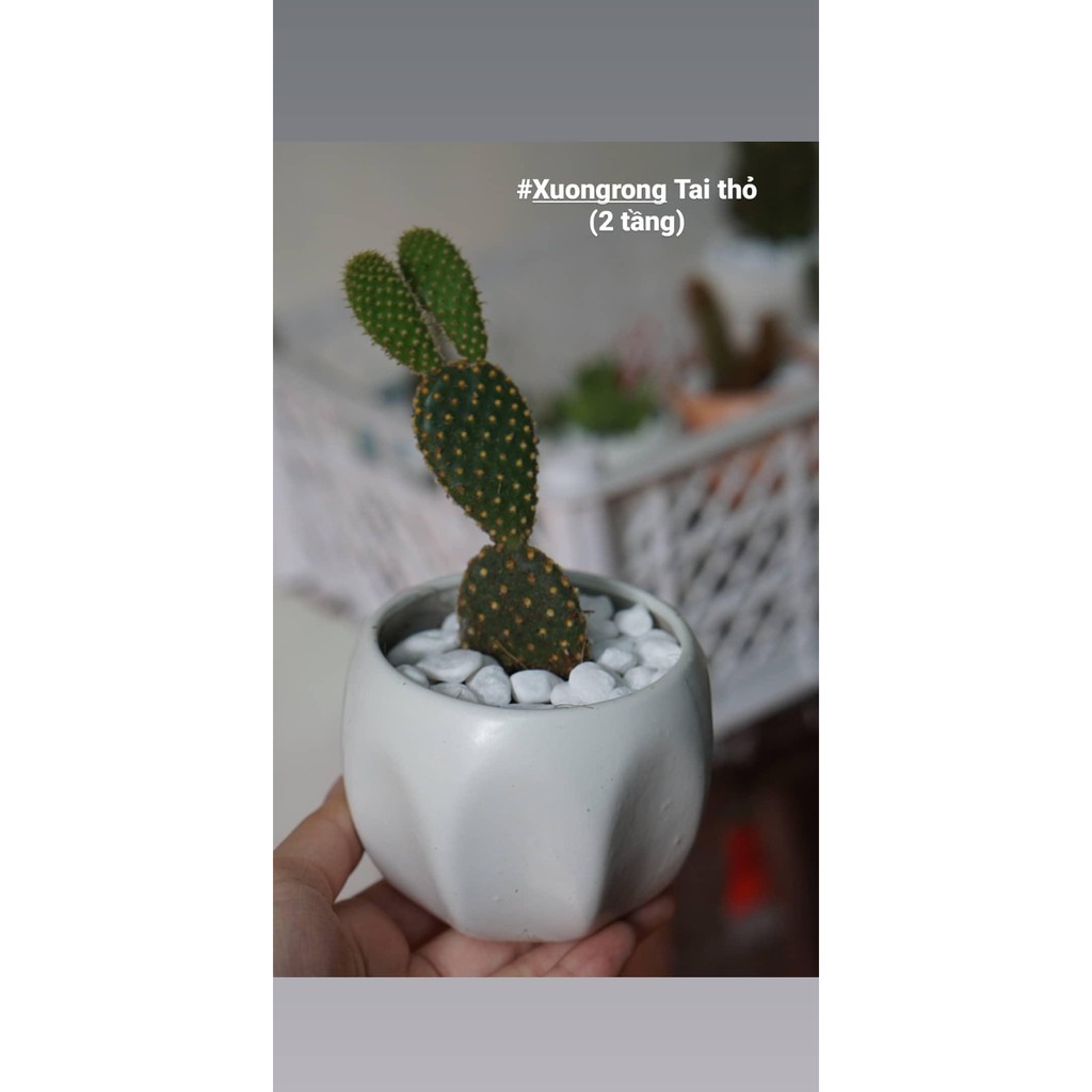 Xương rồng tai thỏ