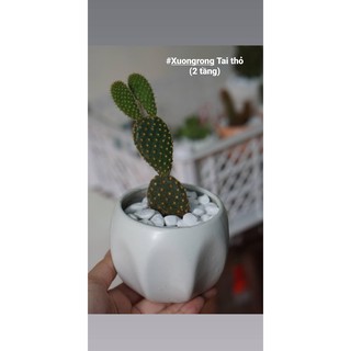 Xương rồng tai thỏ