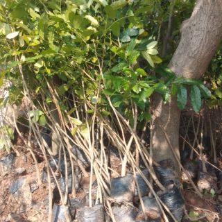 Cây xà cừ cao 80cm -1m  giống